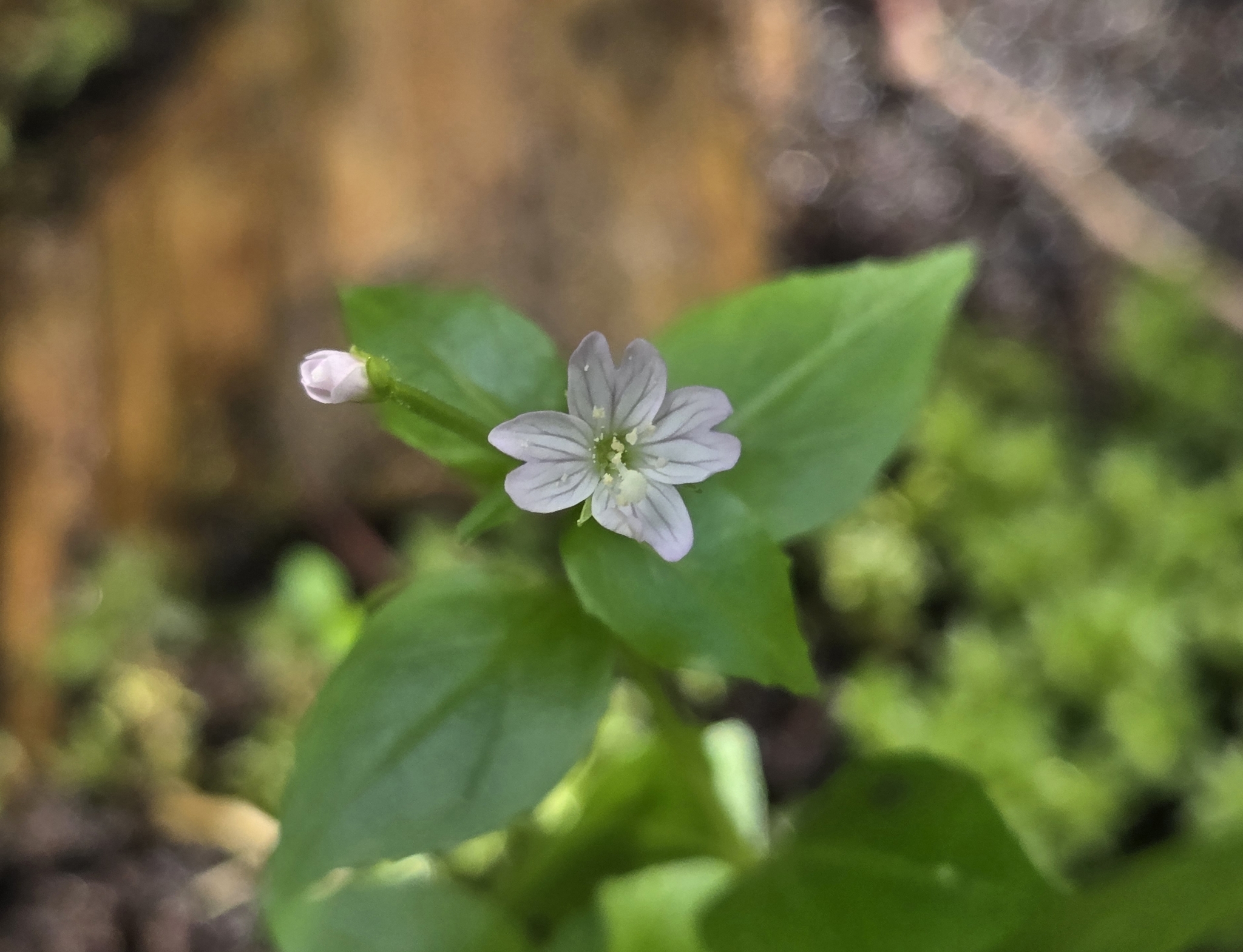 Imagem de Não há um nome popular amplamente reconhecido para "Epilobium hornemannii" no Brasil