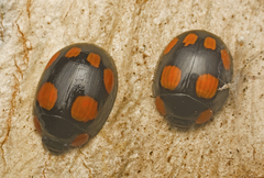 Paropsisterna sexpustulata