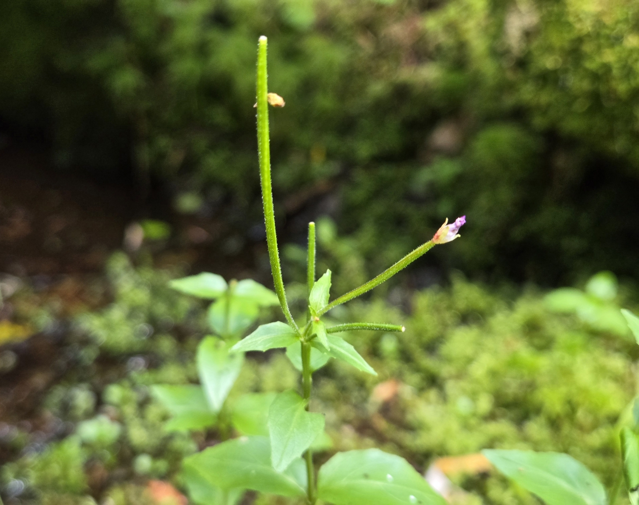 Imagem de Não há um nome popular amplamente reconhecido para "Epilobium hornemannii" no Brasil