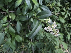 Ligustrum vulgare