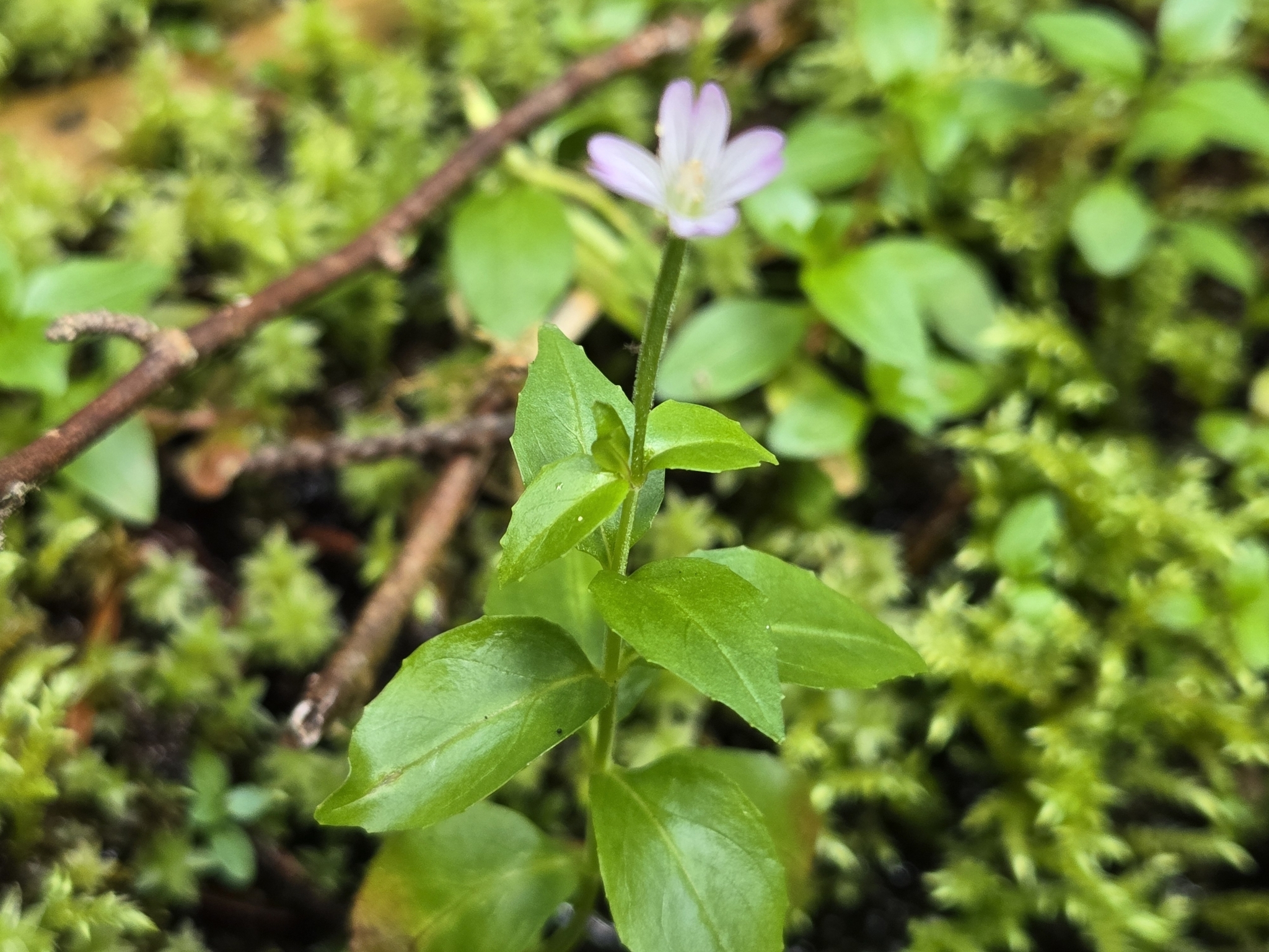 Imagem de Não há um nome popular amplamente reconhecido para "Epilobium hornemannii" no Brasil