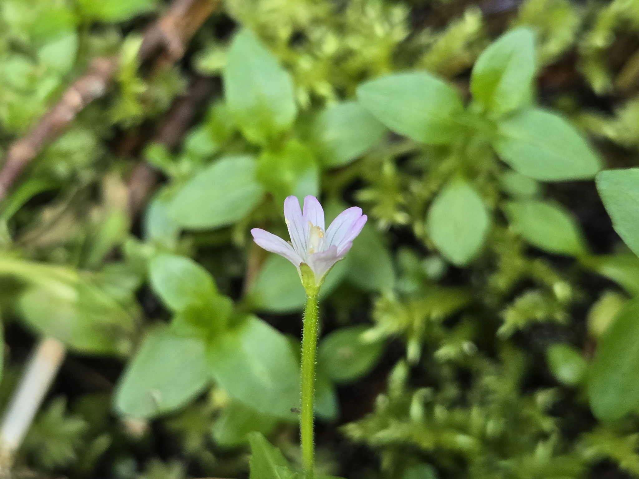 Imagem de Não há um nome popular amplamente reconhecido para "Epilobium hornemannii" no Brasil