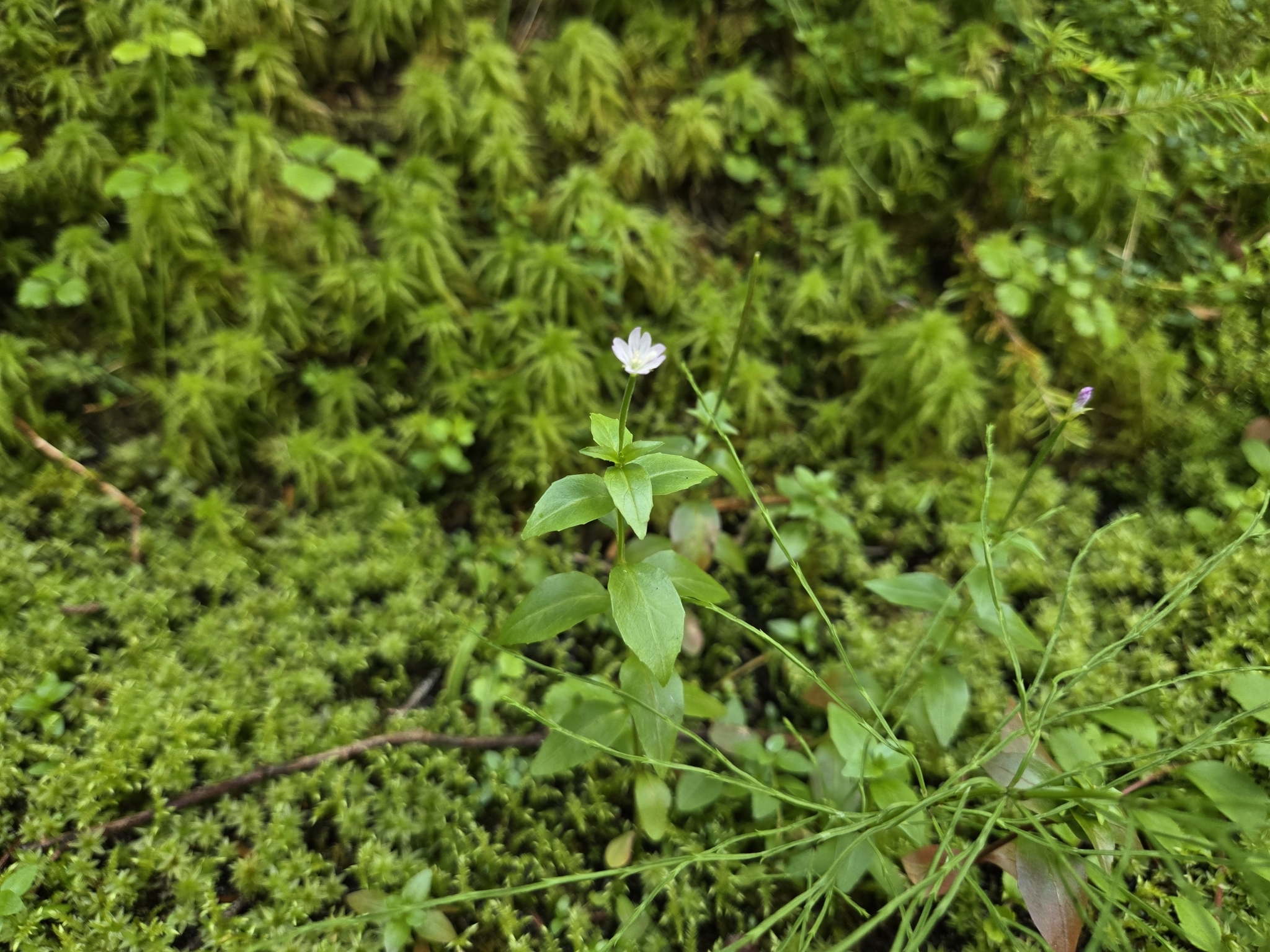 Imagem de Não há um nome popular amplamente reconhecido para "Epilobium hornemannii" no Brasil