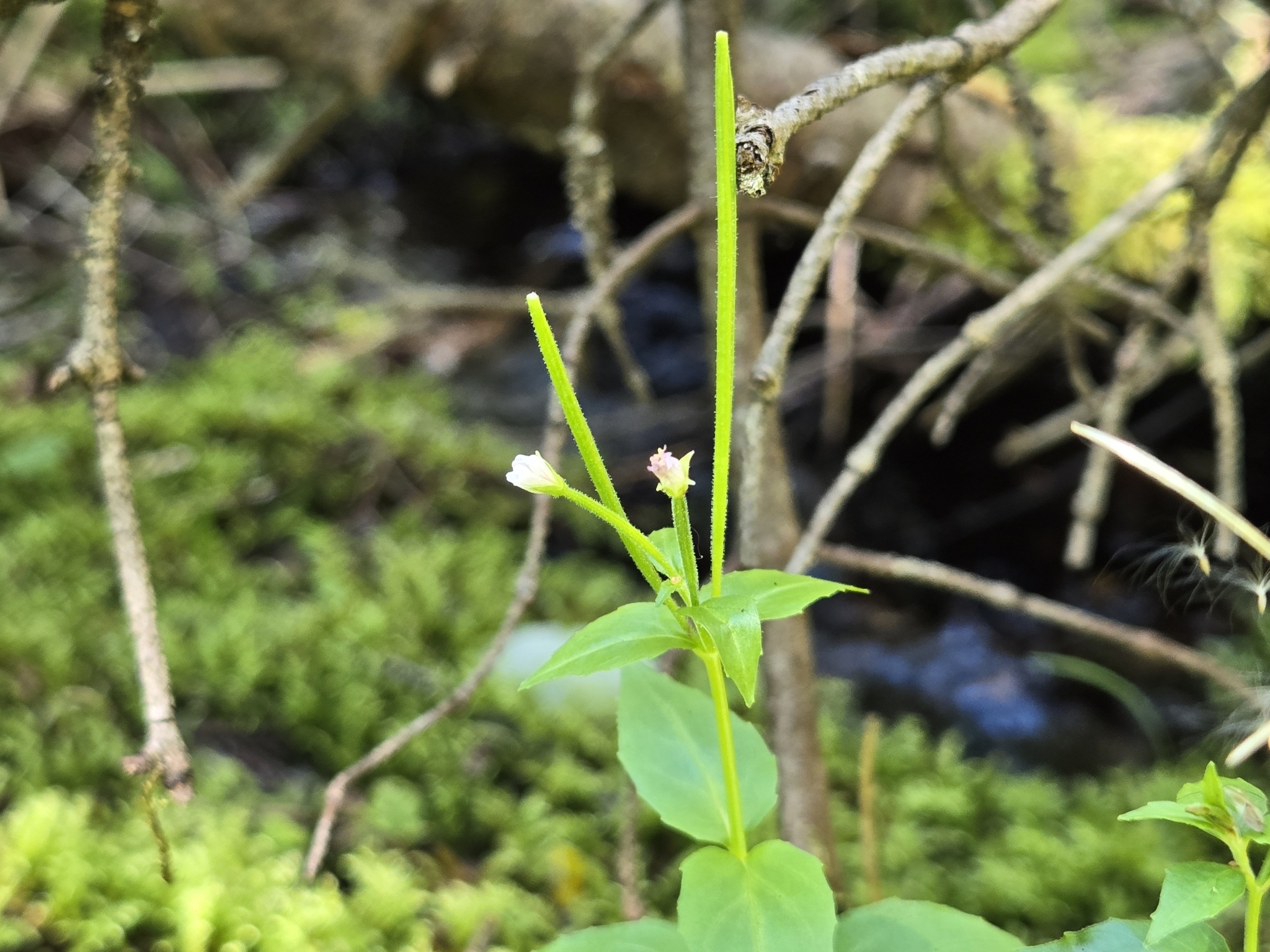 Imagem de Não há um nome popular amplamente reconhecido para "Epilobium hornemannii" no Brasil