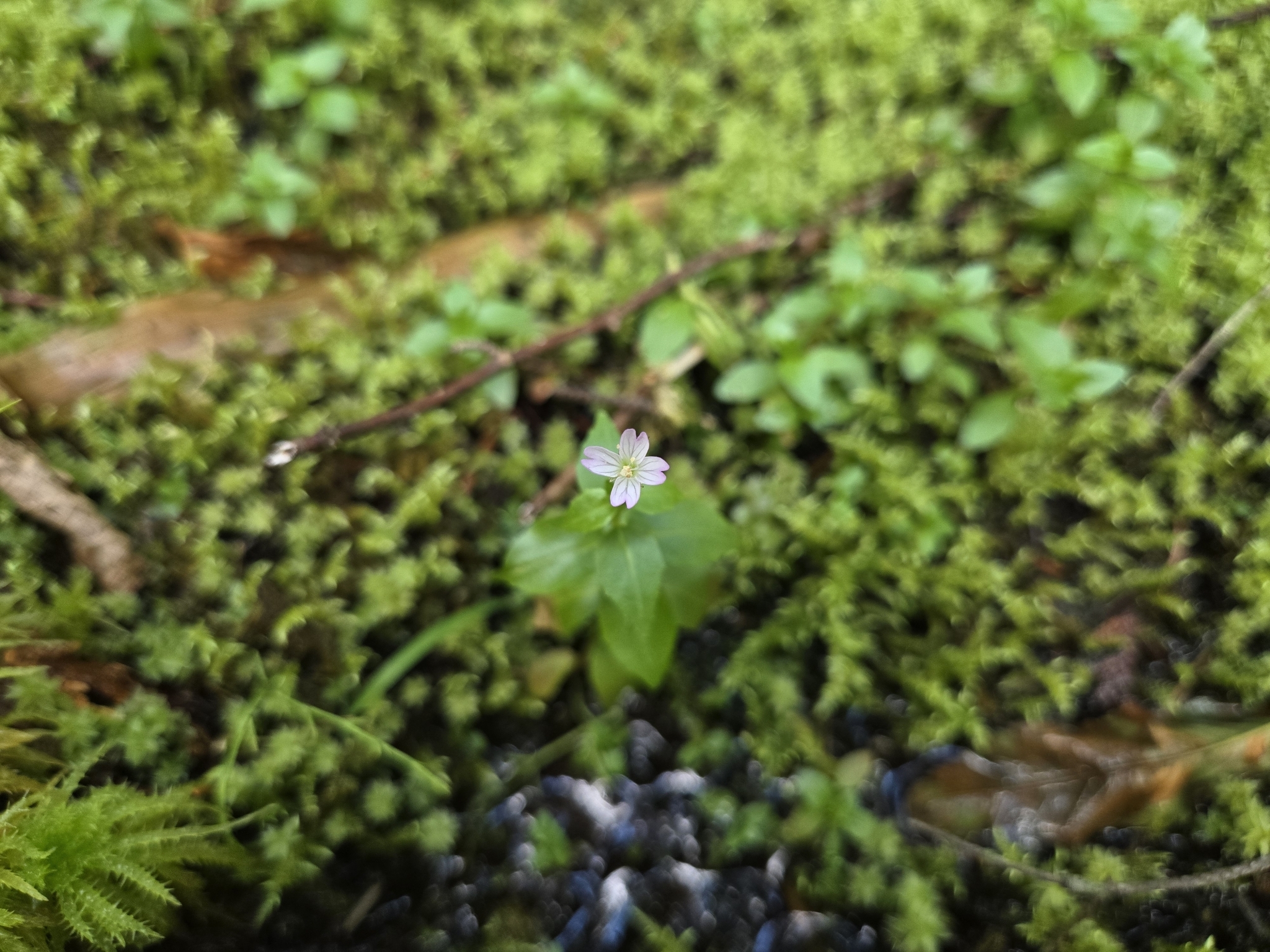 Imagem de Não há um nome popular amplamente reconhecido para "Epilobium hornemannii" no Brasil