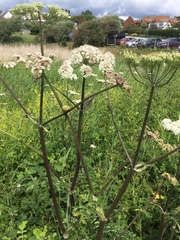Heracleum mantegazzianum