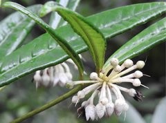Ardisia lindleyana