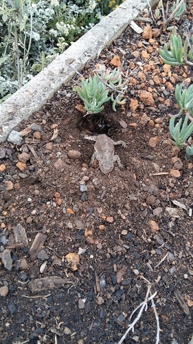 Southern African Rock Agama, Agama atra