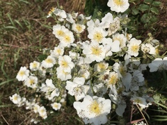 Rosa multiflora