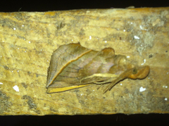 Calyptra canadensis