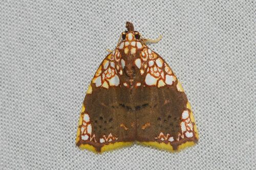 Lampadephora panimera