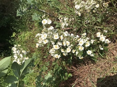 Rosa multiflora