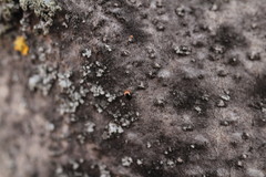 Cybocephalus nipponicus