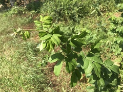 Rosa multiflora