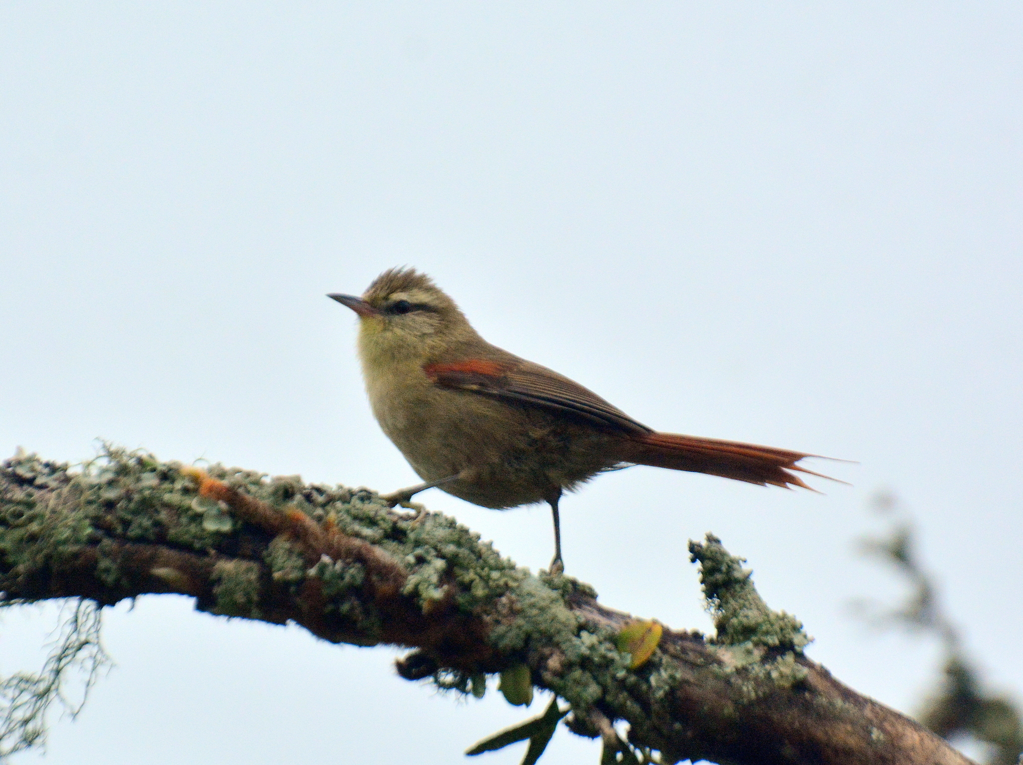 Olive Spinetail (Cranioleuca obsoleta), photo 5