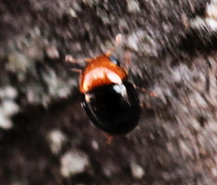 Cybocephalus nipponicus