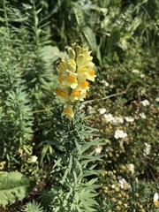 Linaria vulgaris