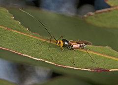 Rayieria basifer