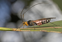 Rayieria basifer