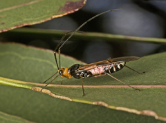 Rayieria basifer