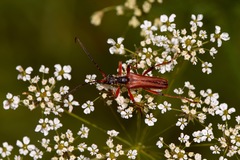 Stenocorus meridianus