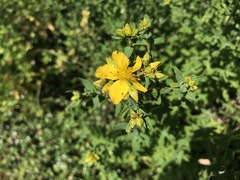 Hypericum perforatum