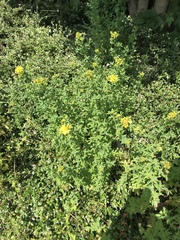 Hypericum perforatum