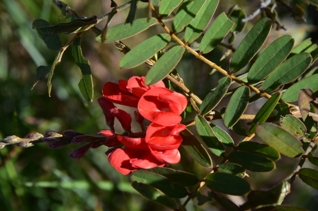 Pyranthus tullearensis