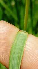 Bromopsis