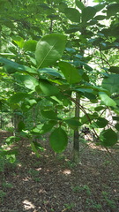 Chionanthus virginicus