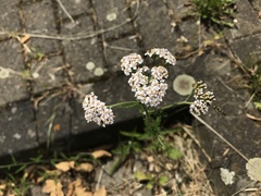 Achillea millefolium