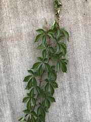 Parthenocissus quinquefolia image
