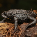 Herveo Plump Toad - Photo (c) Sebastián Duarte Marín, some rights reserved (CC BY-NC), uploaded by Sebastián Duarte Marín