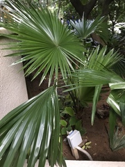 Livistona chinensis