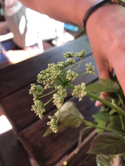 Aegopodium podagraria