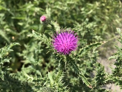 Carduus acanthoides