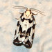 Boldly-marked Archips Moth - Photo (c) Susan Elliott, some rights reserved (CC BY-NC), uploaded by Susan Elliott
