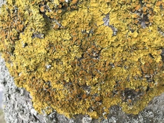 Xanthoria parietina