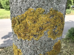 Xanthoria parietina