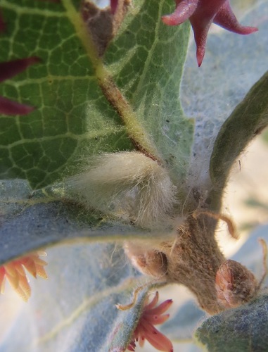 Yellow Wig Gall Wasp photo 4
