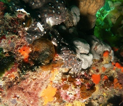 Leptoclinides imperfectus