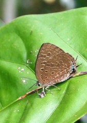 Arhopala eumolphus maxwelli