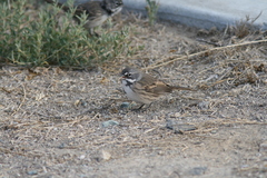 Artemisiospiza belli clementeae