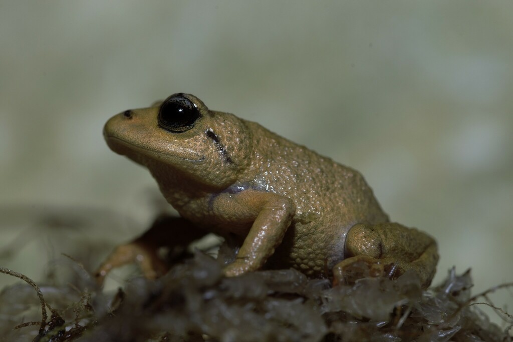 Tenerife Robber Frog