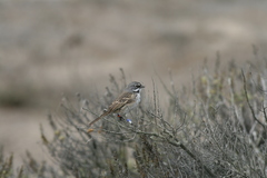 Artemisiospiza belli clementeae