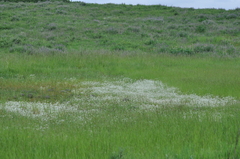 Plagiobothrys figuratus