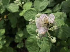 Rubus