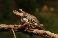 Las Hermosas Robber Frog photo 1