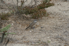 Artemisiospiza belli clementeae