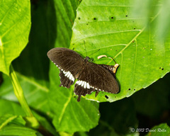 Papilio polytes romulus